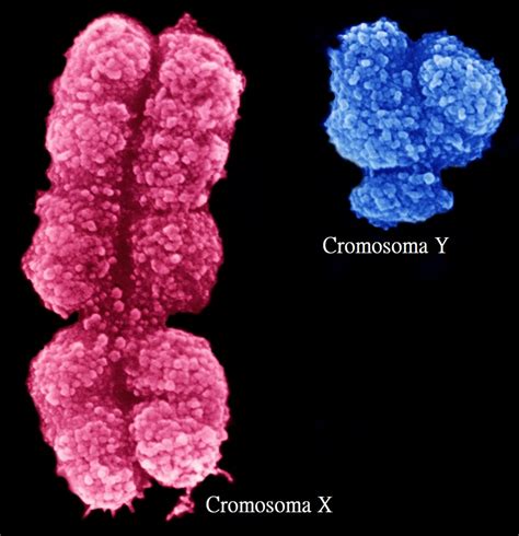 Datos Freak Curiosidades Datos Curiosos Forma De Cromosoma X Y My Xxx