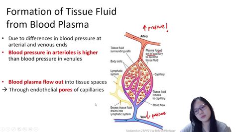 Chapter 81b Blood Plasma Vs Tissue Fluid Cambridge A Level 9700