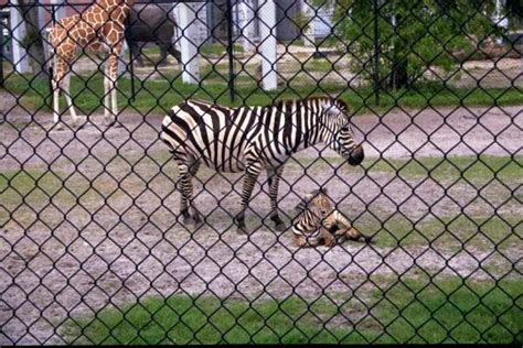 Mother And Baby Zebra At Jacksonville Zoo In Jacksonville Florida