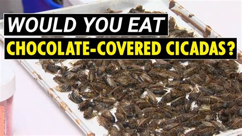 Chocolatier Serves Up Cicada Sweets Dipping Insects In Chocolate To