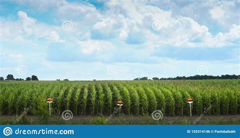 Corn Field Rows With Sign At The Edge Of Indicate The Variety Stock