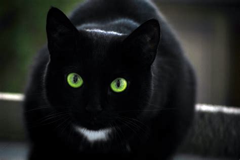 The black cat's costume and appearance were designed by dave cockrum. Cat's Eye | My Writing Playground