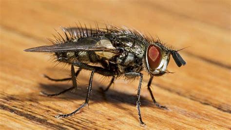 Warning Issued On Fly Infestations In Ireland Amid Lockdown U105