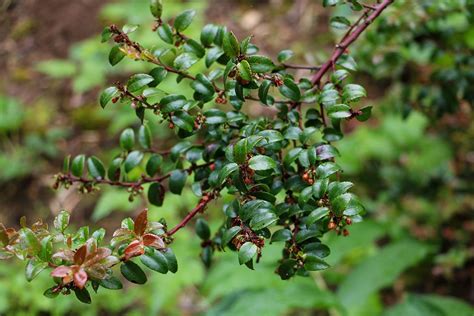 Evergreen Huckleberry Native Plant Sale Spotlight King Conservation
