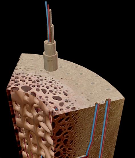 Most bones contain compact and spongy osseous tissue, but their distribution and concentration vary based on the bone's overall function. 3D Skeletal System: Compact Bone, Spongy Bone, and Osteons ...