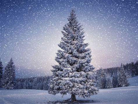 Fir Trees Snowfall Winter Mac Wallpaper Download Allmacwallpaper