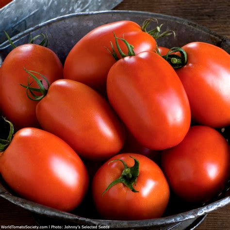 Plum Regal F1 Hybrid Tomato A Comprehensive Guide World Tomato Society