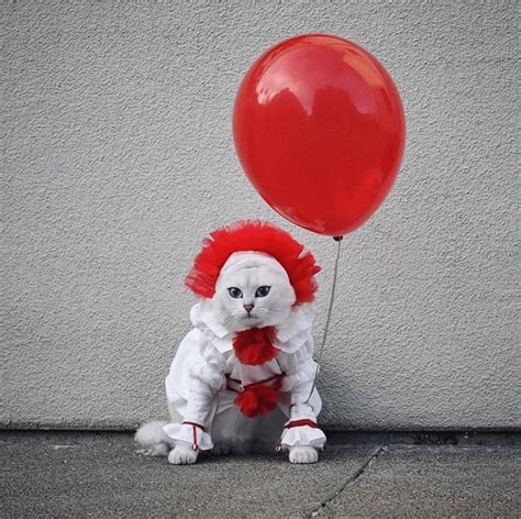 Best Halloween Costumes For Cats Plus A Few Human