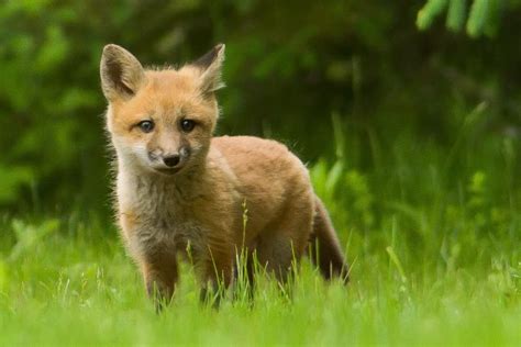 Baby Red Fox Fm Forums