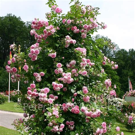 Jasmina Climbing Rose Peter Beales Roses The World Leaders In