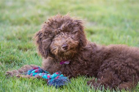Review how much goldendoodle puppies for sale sell for below. 5 Things to Know About Mini Goldendoodle Puppies
