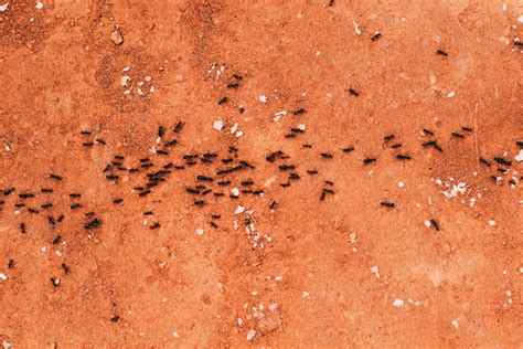 How To Get Rid Of African Big Headed Ants Pest Brigade