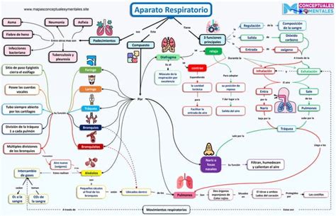 Mapa Conceptual Del Aparato Respiratorio Nuevo DiseÑo Ppt