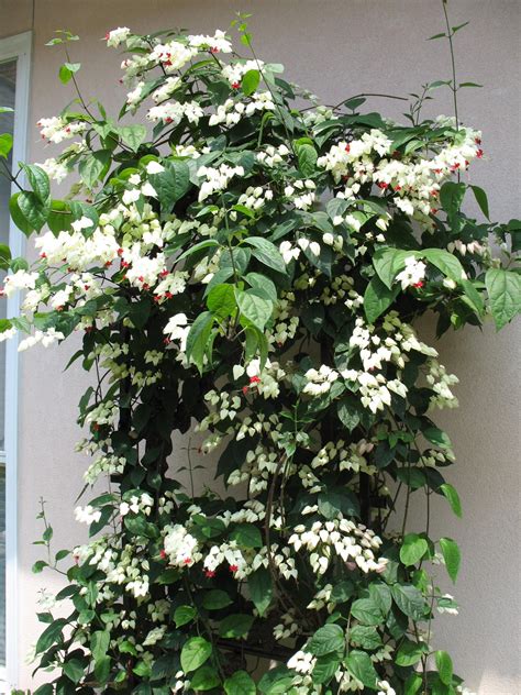 Discover original designs inspired by & for trends. Bleesing heart vine...Clerodendrum thomsoniae ...