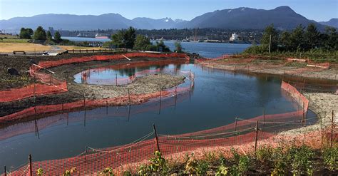 Sep 15, 2021 · this one concerns almost all of metro vancouver, including the city of vancouver itself, the north shore, and as far as maple ridge, langley, and delta. Helping the Burrard Inlet ecosystem: salt marsh in New ...