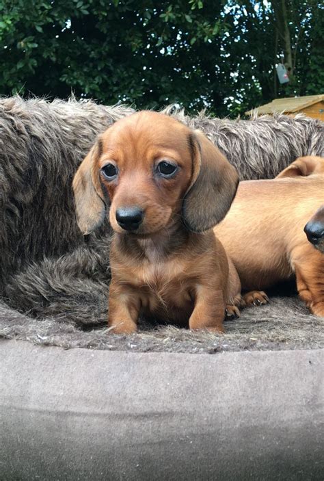 Contact us all you dachshund lovers. Dachshund Puppies For Sale | Augusta, WI #196093 | Petzlover