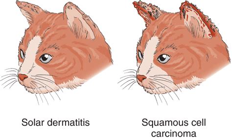 Figure Solar Dermatitis And Squamous Cell Carcinoma Cat Msd