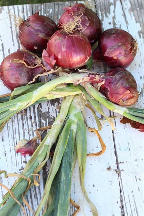 How To Braid Onions The Prairie Homestead