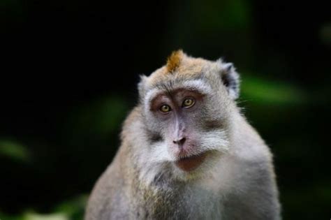 Untuk lebih mempermudahkan diri anda dalam pembuatan gambar hewan berbulu. Puluhan monyet 'merusak' rumah warga di Lembang, Bandung: 'Jangan salahkan monyet' - BBC News ...