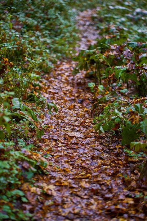 Footpath Through Forest Stock Image Image Of Park Scenery 203566269