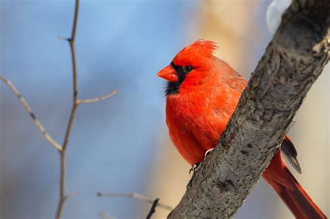 A Male Northern Cardinal Rests On A Branch In The Woods With A Blue