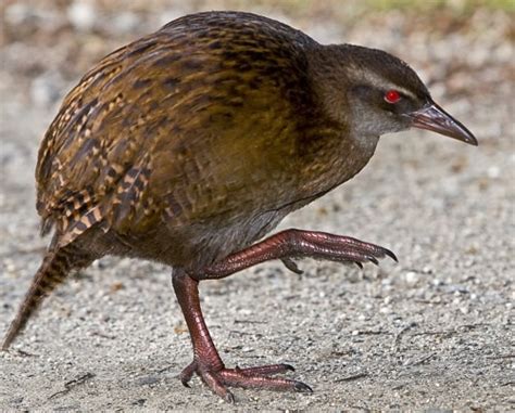 Weka Birds Which Cannot Fly