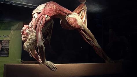 This can effectively educate everyone on the female human body. Maine exhibit gives up-close look at human anatomy using ...