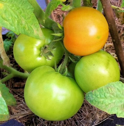 Tomato Garden Update April 2016 Homegrown Tomatoes