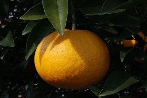 Orange Peel Certified Organic Sold By The Gram Anarres Natural