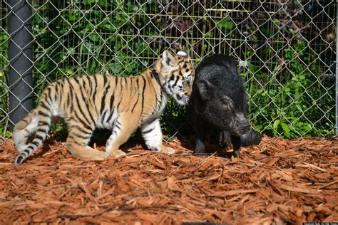 Unlikely Animal Friends Tiger Cubs Fawn And Potbellied