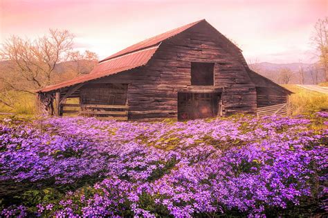 Old Barn In The Wildflowers On A Misty Spring Morning Photograph By
