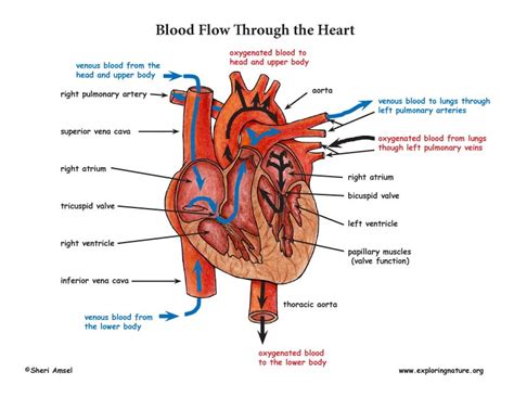 Well, to make a long story short, i entered into cardiology and have never left it. Blood Flow Through the Heart