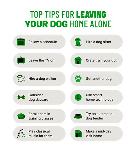 Leaving Your Dog Home Alone While At Work A Guilt Free Guide