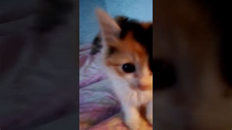 Check spelling or type a new query. Cute my kitten Japanese Calico cat - YouTube
