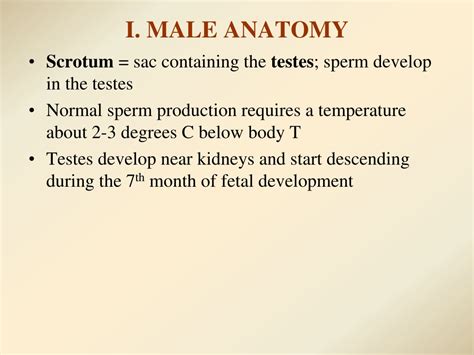 Ppt Reproductive System Male Anatomy And Physiology Powerpoint