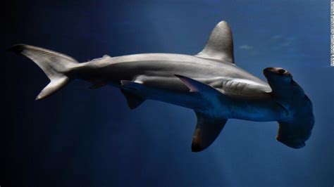New Hammerhead Shark Species Discovered Cnn