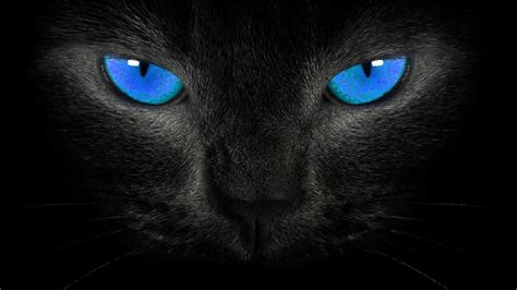 Blue Eyed Black Cat In Stefters Humble Opinion