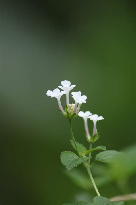 Tiny White Flowers Pixahive