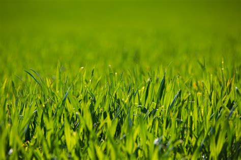 Green Grass Free Stock Photo Public Domain Pictures