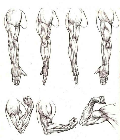 Pin By Rebecca Crislip On Journaling Human Anatomy Drawing Human
