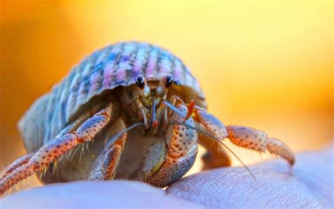 Hermit Crab Life Of Sea