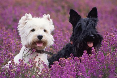 Westie And Scottie Dogs Photograph By John Daniels Pixels