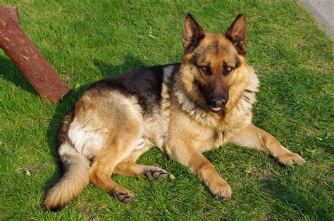 File20110425 German Shepherd Dog 8505