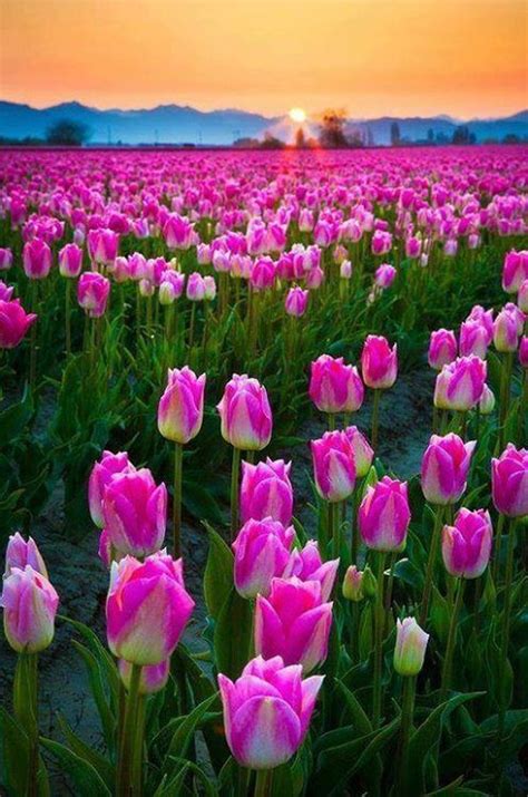 Pink Tulips Field In Sunset Beautiful Flowers Pinterest