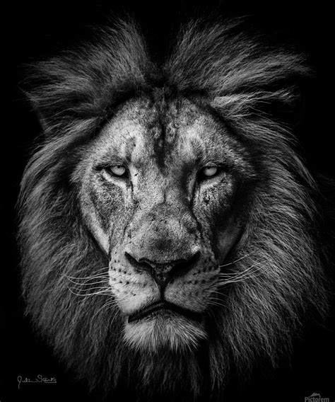 A Lion In Black And White Julian Starks Photography