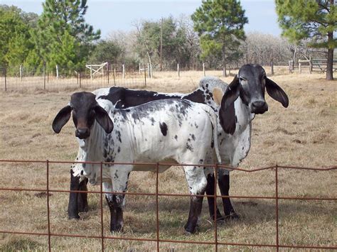 It was bred in the united states from 1885 from cattle originating in india, imported at various times from the united kingdom, from india and from brazil. File:Brahman cattle SB001.jpg - Wikipedia