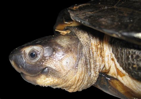 Restorasi Ekosistem Riau Rer Recorded 14 Turtle Species In The