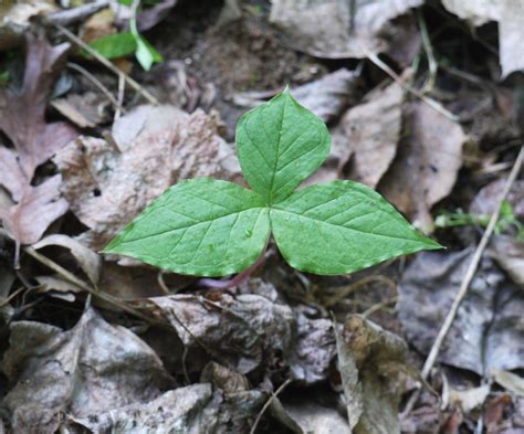 A Study Of Three Leaved Plants In The Woods Identify That Plant