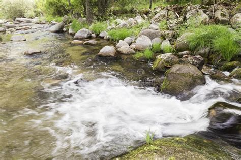 Water Running Down One River Rapids With Stones Stock Image Image Of