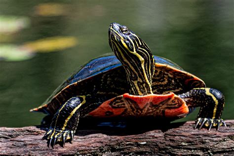 Shell Ebrate And Protect Wild Turtles In Bc Bc Spca